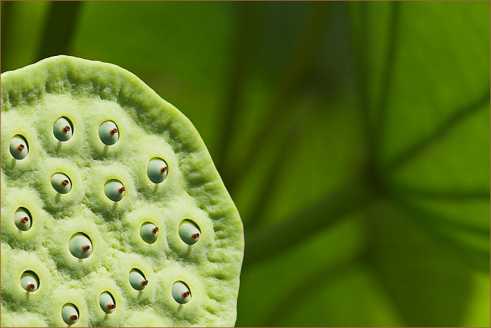 100 Augen sehen dich an...