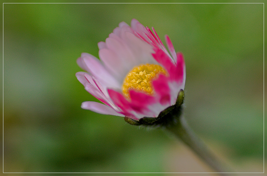 #100 Bellis perennis