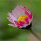 #100 Bellis perennis