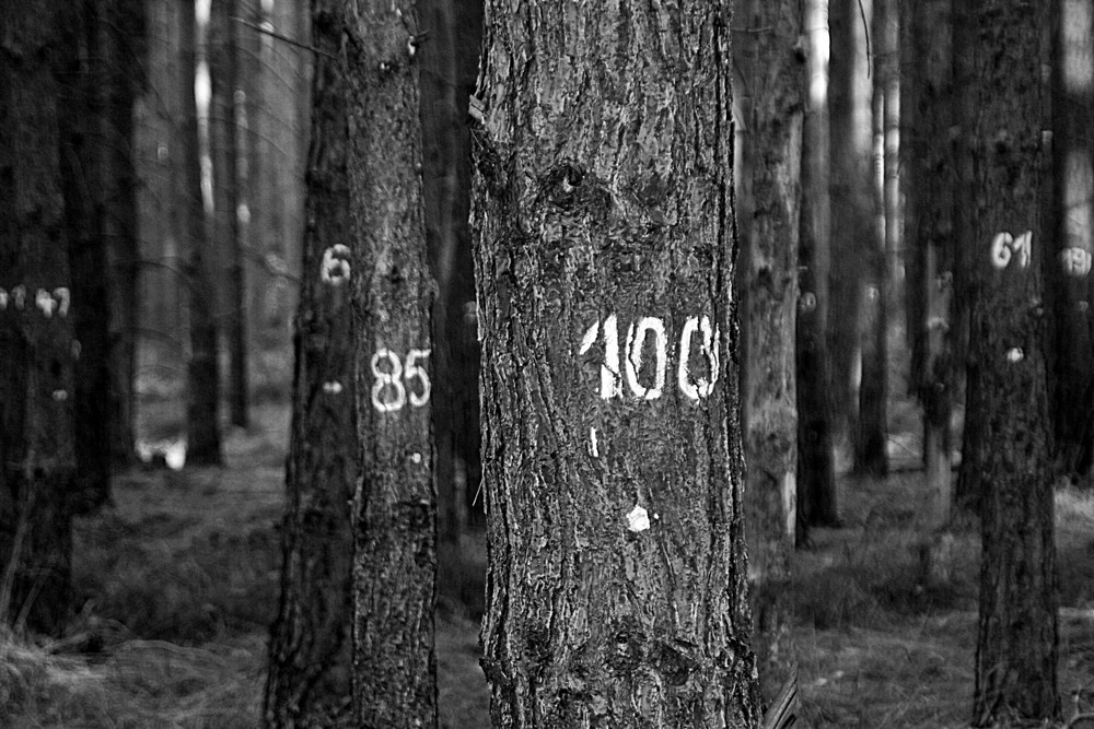 100 !! eins zwei drei vier-eckstein, alles muss versteckt sein