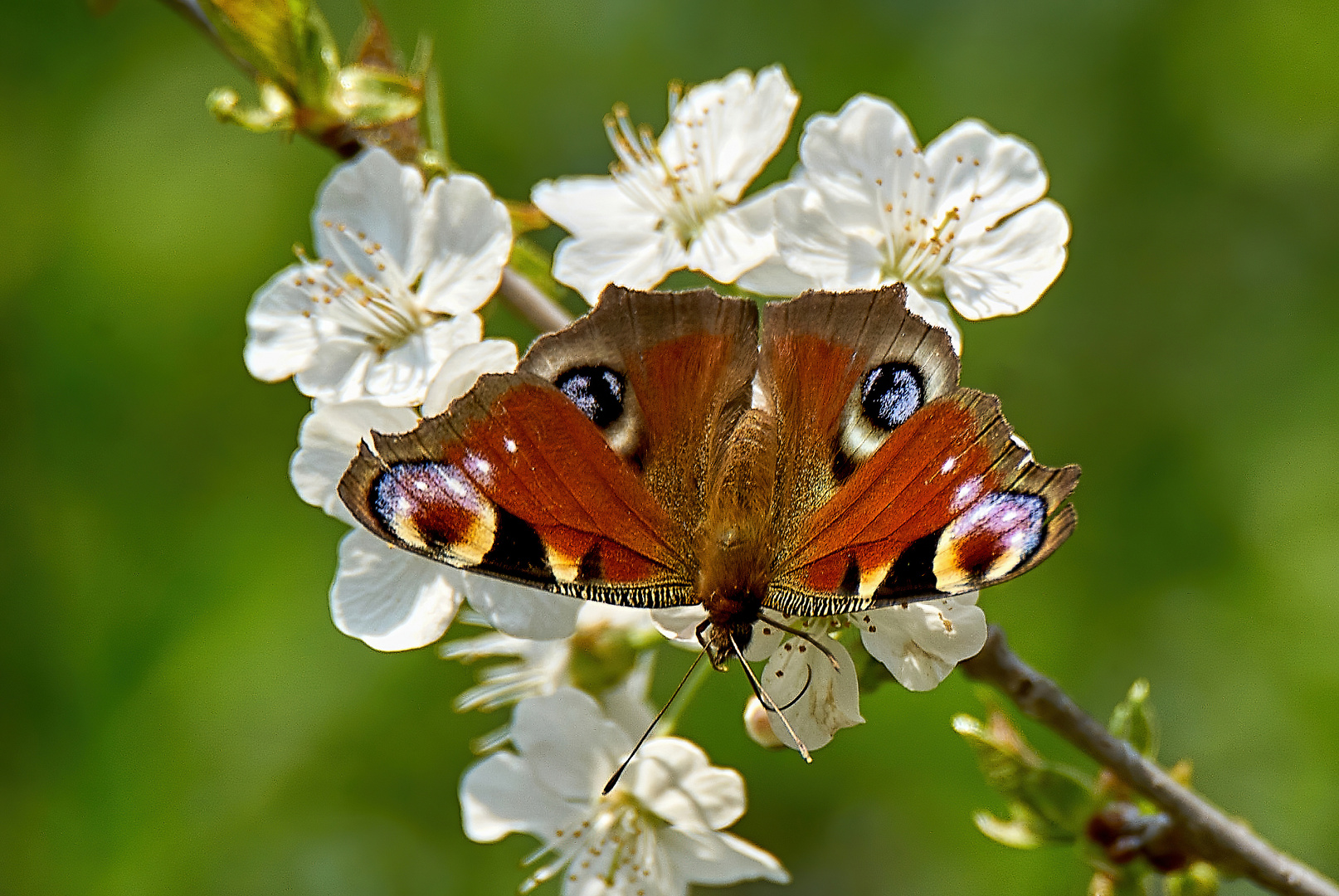 100 Frühling .. Foto & Bild tiere, wildlife, schmetterlinge Bilder