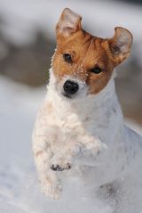 100 % Jack Russell Terrier