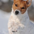 100 % Jack Russell Terrier