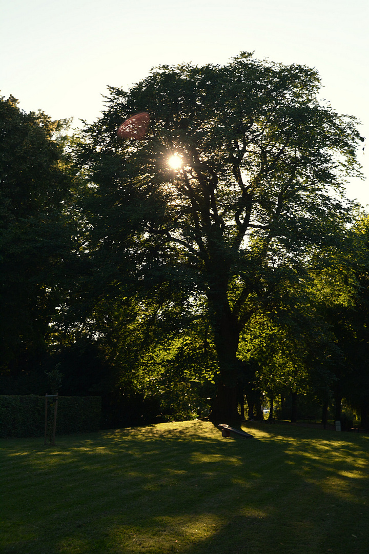 100-jährige Bergulme im Heinrich-Heine-Park Heiligenstadt im Licht der Abendsonne