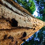 100 m Sequoia anders gesehen