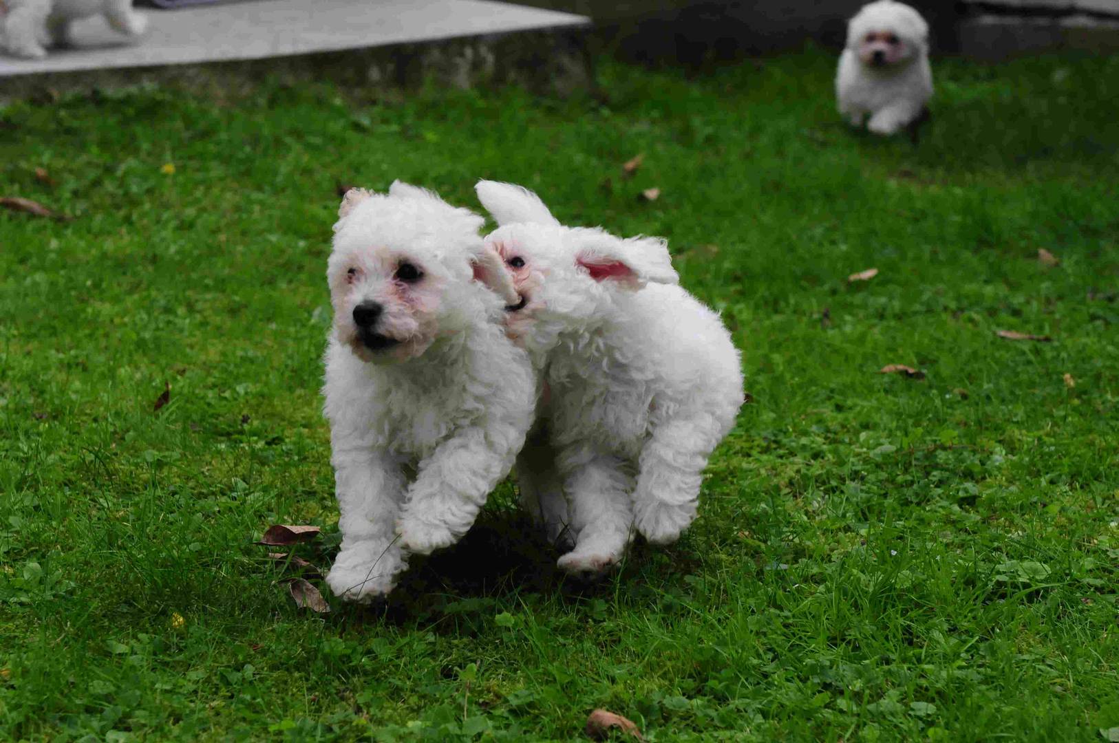 100 Meter Laufen der Bichons