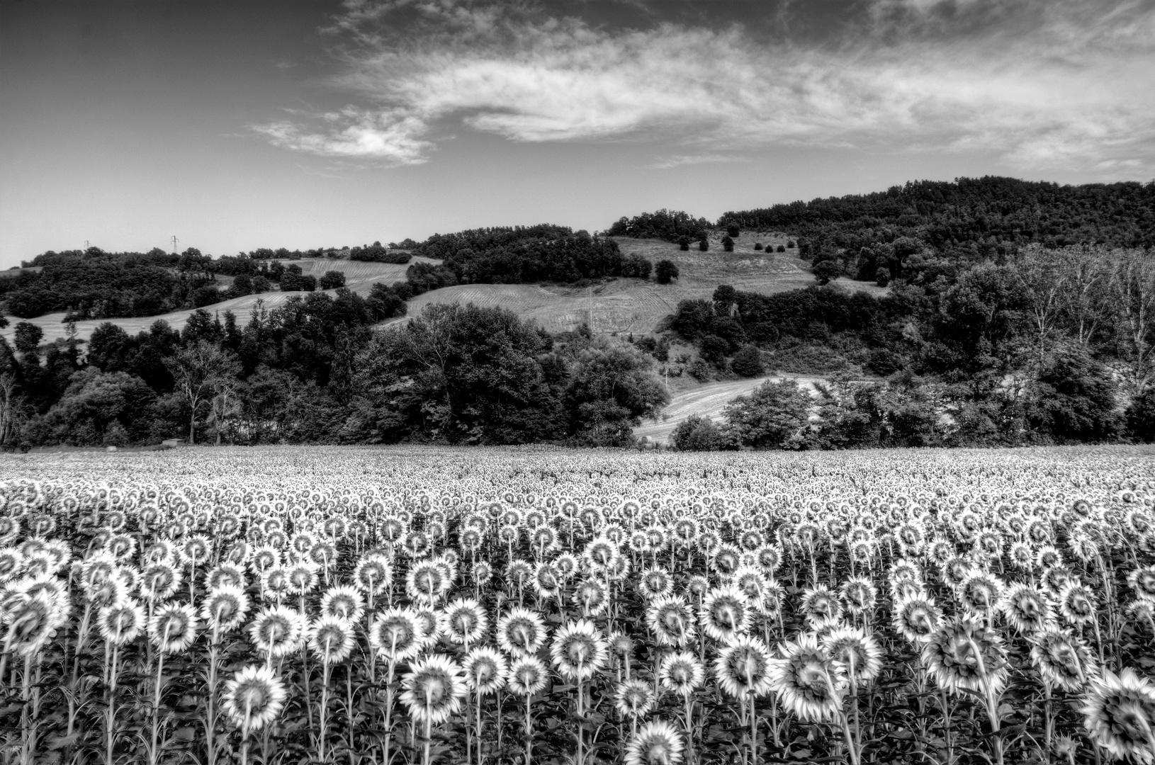 1000-10000 Sunflowers