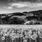 1000-10000 Sunflowers