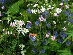 1000 Blümchen und kein einziger Schmetterling ...