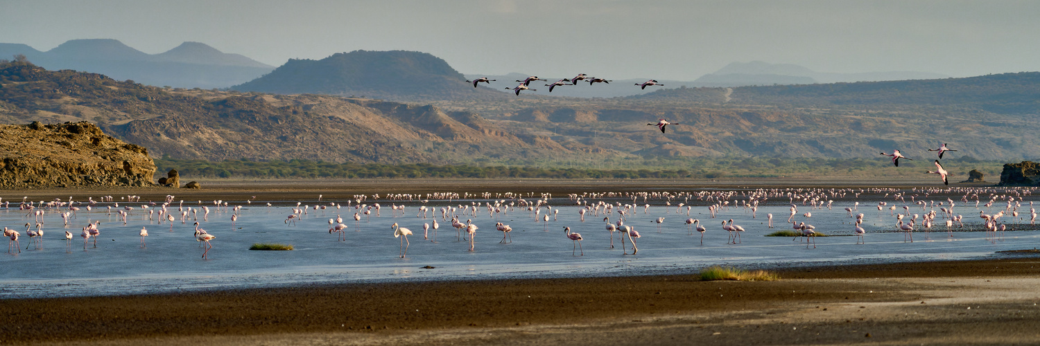 1000 Flamingos