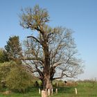 1000 jährig im Frühling