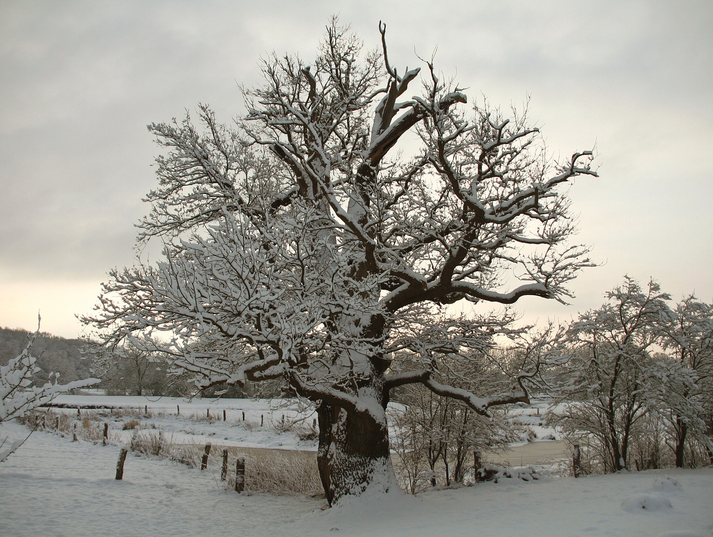 1000 jährig im Winterkleid