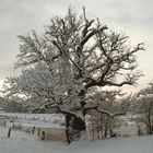 1000 jährig im Winterkleid