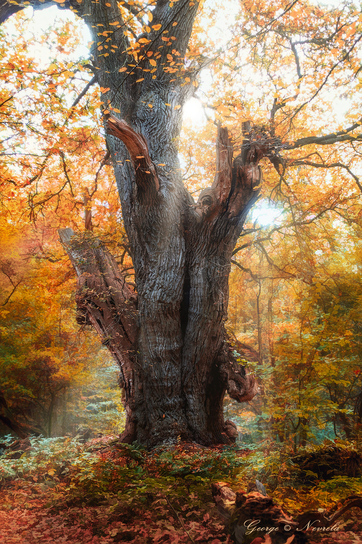 1000 jährige Eiche im Herbstlicht