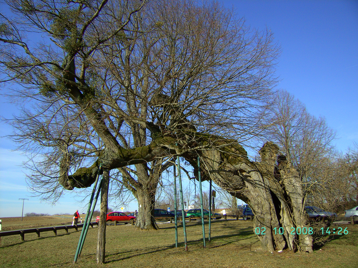 1000 jährige Linde in Gössweinstein