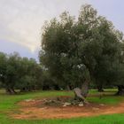 1000-jährige Olivenbäume in Apulien bei Nardò