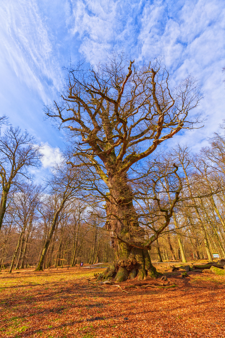 1000-jährige Stileiche im Wald "Ivenacker Eichen"