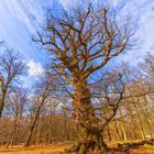 1000-jährige Stileiche im Wald "Ivenacker Eichen"