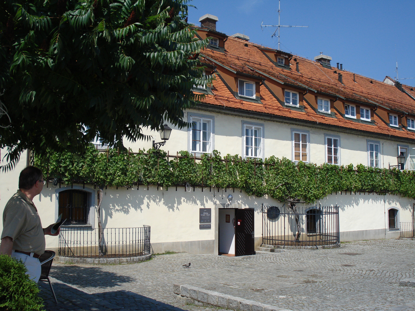 1000-Jährige Weinrebe in Maribor Slowenien