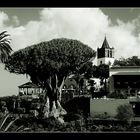 1000 jähriger Drachenbaum