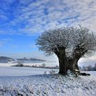 1000 Jahre alte Eiche im Winterkleid