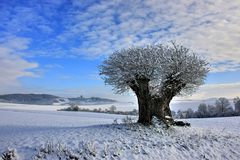 1000 Jahre alte Eiche im Winterkleid