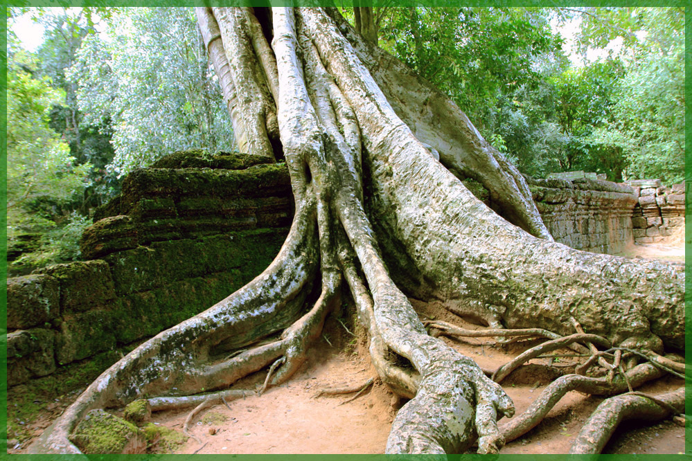 1000 Jahre alte Mauern bersten unter der Gewalt der Natur