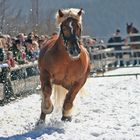 1000 kg Leichtigkeit im Schnee