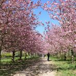 1.000 Kirschbäume
