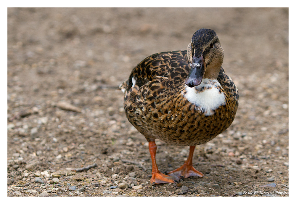 1000 Mal gesehen - Die Ente...