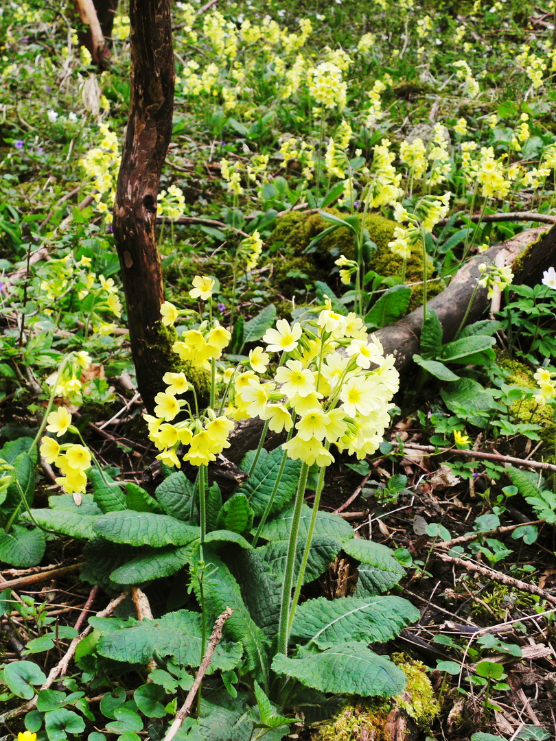 1000-Schlüsselblumen-Wald