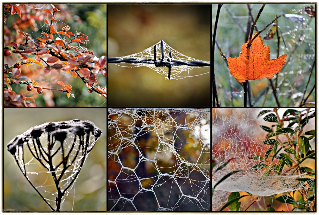 1000 Silberfäden Foto & Bild | jahreszeiten, herbst, collagen Bilder