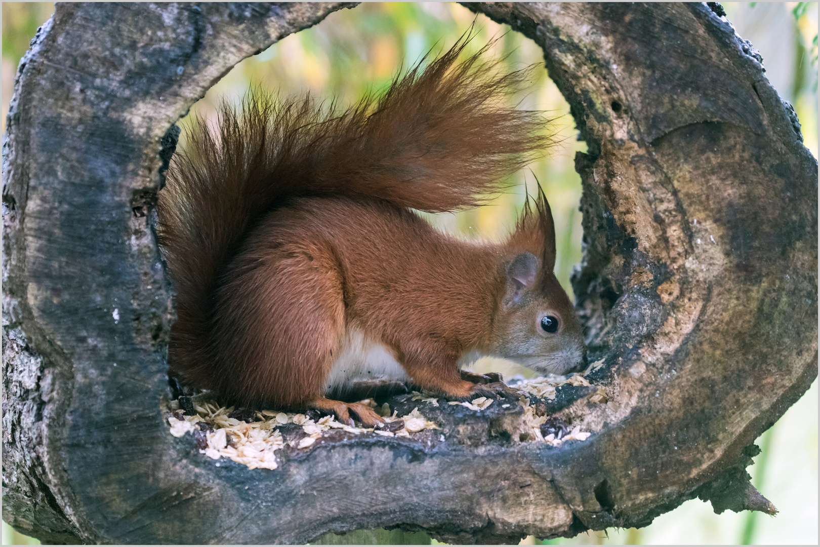 10.000 ISO - Hörnchen  .....