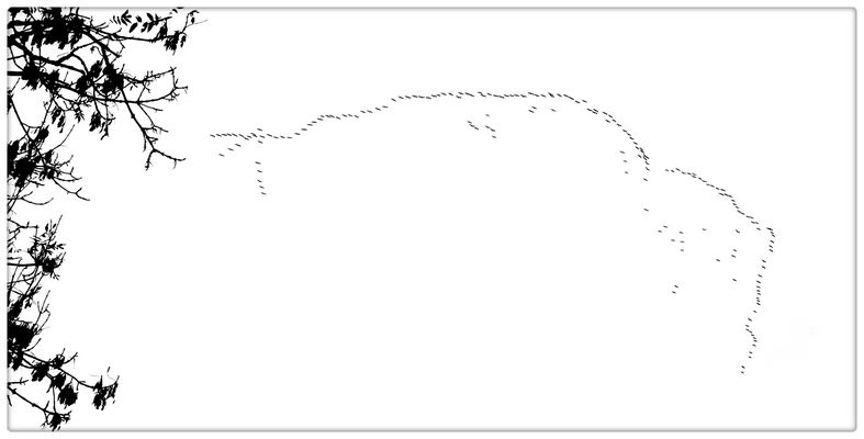 1000029403 2025.10.19 Kraniche