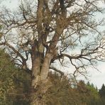 1000jaehrige Eiche im Altmühltal