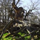 1000jährige Eiche im Park von Saacrow bei Potsdam 2