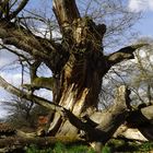 1000jährige Eiche im Park von Saacrow bei Potsdam 3