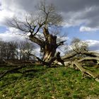 1000jährige Eiche im Schlosspark von Saacrow bei Potsdam 1