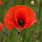 1001 Mohn...