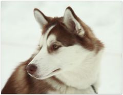 ... 100131, Husky vor dem Start ...