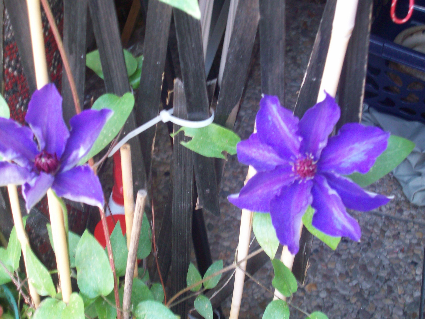 100_1926Die  erste Clematis-Blüte auf meinem Balkon