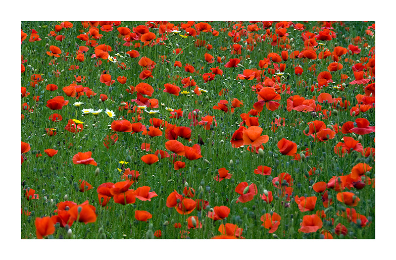 1002 Mohn...