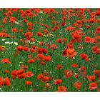 1002 Mohn...