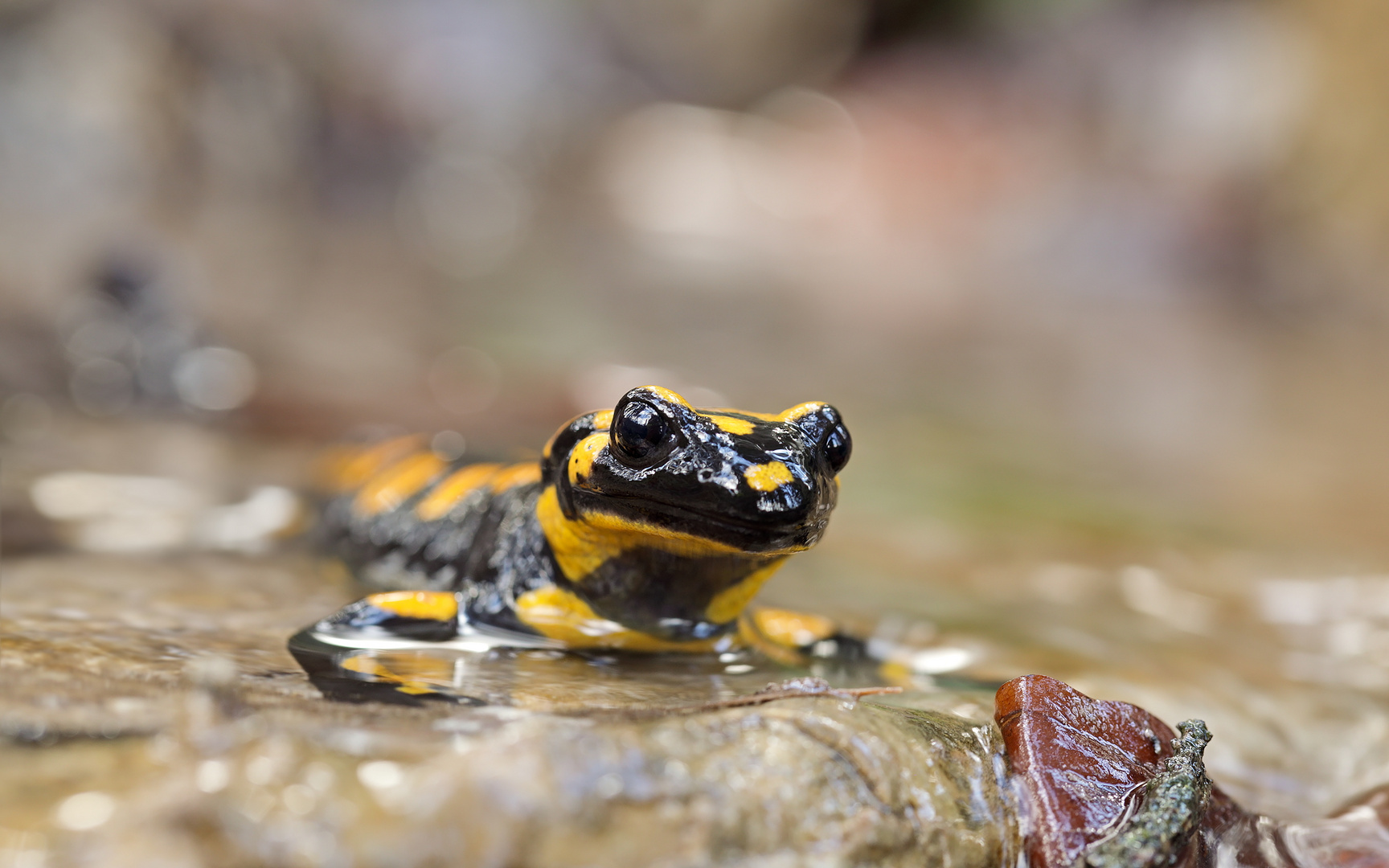 10_03_19_0546./ Feuersalamander