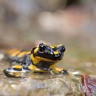 10_03_19_0546./ Feuersalamander