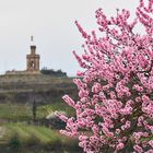 10.03.2024 Frühling in der Pfalz, auch wenn sich die Sonne hinter den Wolken versteckte...