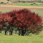 10038 Frühherbst am Brücker Maar