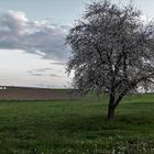 10.05.2020  Unser letzter Apfelbaum in voller Blüte