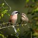 Flirtende Neuntter (Lanius collurio) - Balzgeschenk