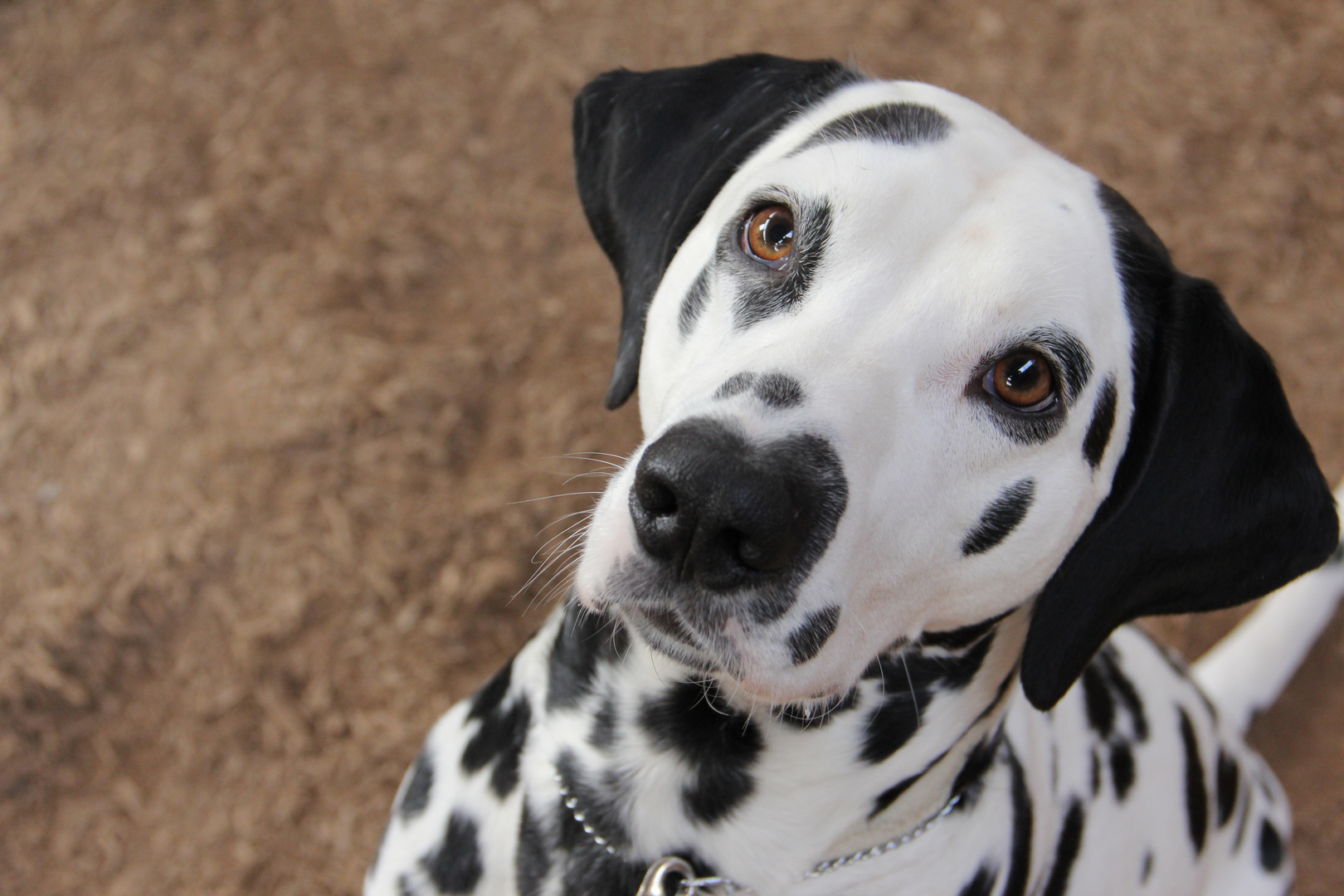 The Dalmatiner Dog Breed - A Complete Guide 5 Dalmatiner Personality